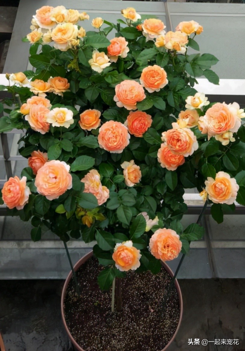 十大公认最好养切花月季,月季盆栽皮实好养的品种排名