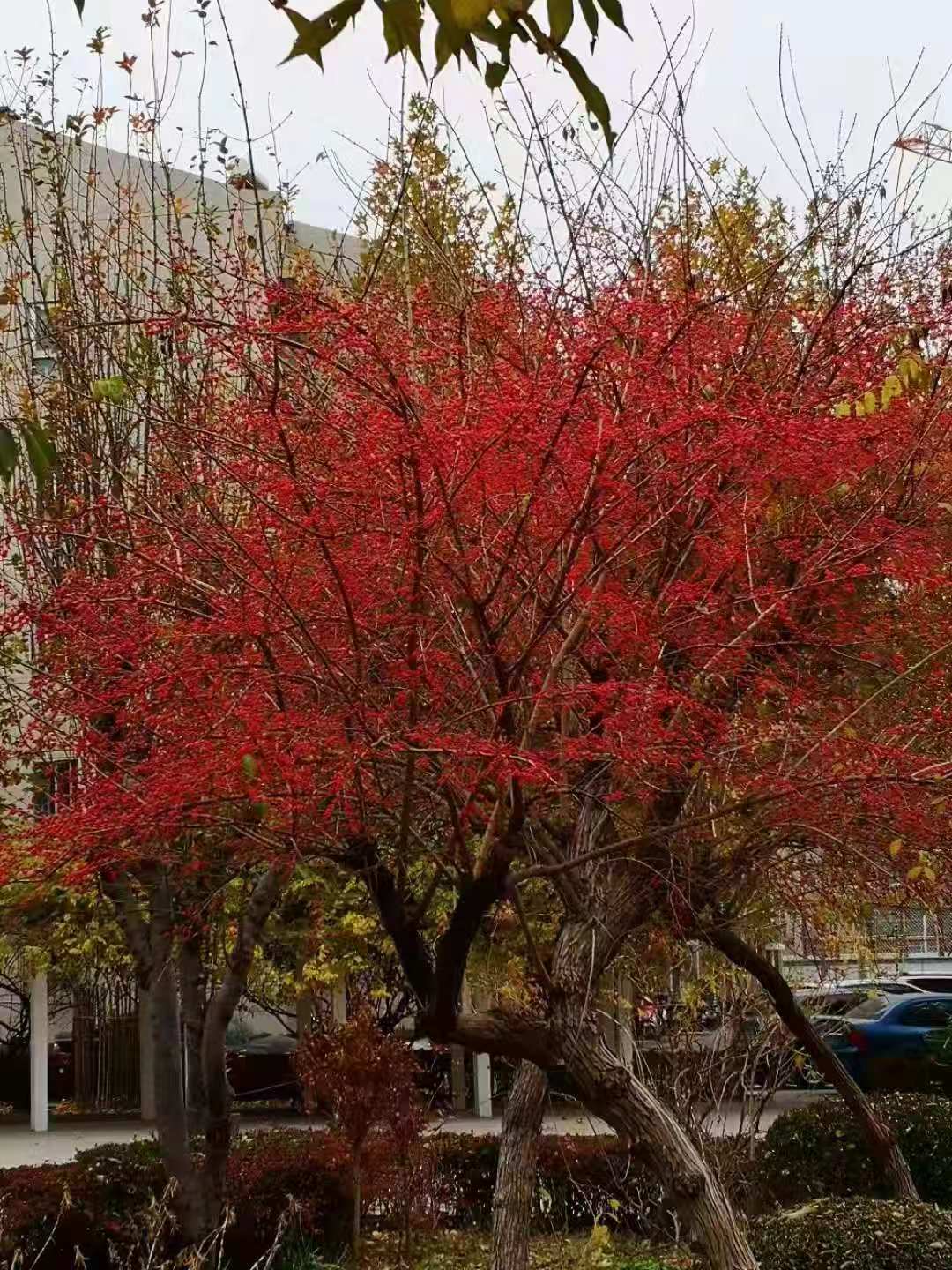 铁道兵战友诗作,铁道兵散文