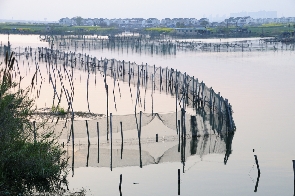 金秋蟹正确吃法,大闸蟹正确的吃蟹方法