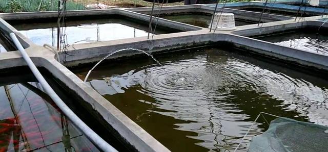 为什么水温高就会死鱼,观赏鱼都是被烫死了吗?根本不是