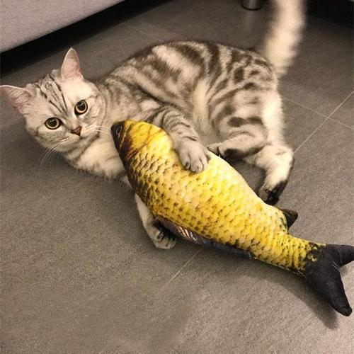 中国从古至今养猫的历史,各个时期猫对比图片