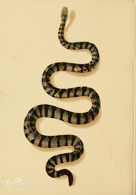 冷血精神病有感情吗,冷血精神病治疗