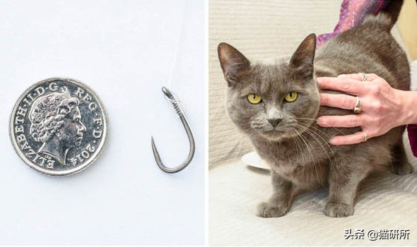 10张让人不寒而栗的图片,猫咪x光正常图片