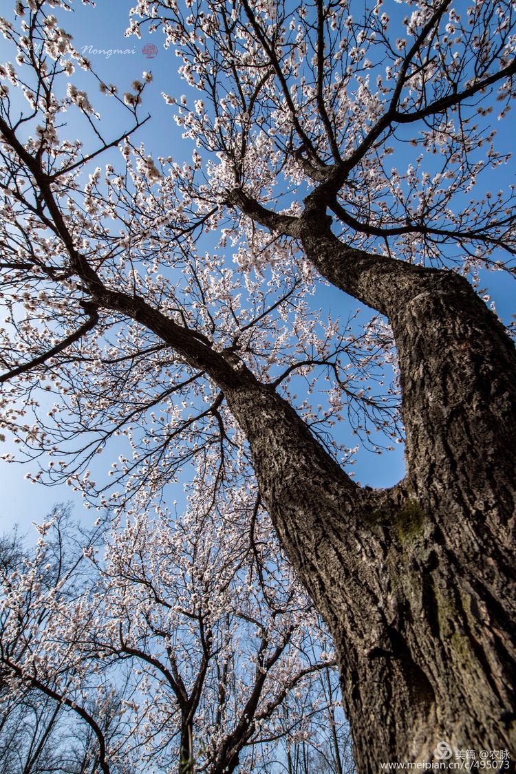 河南灵宝百年古杏林花开遍山野,灵宝北沟古杏林图片
