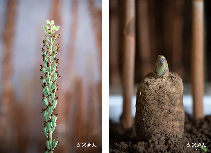 贵州的道地药材天麻,天麻属于哪里的道地药材