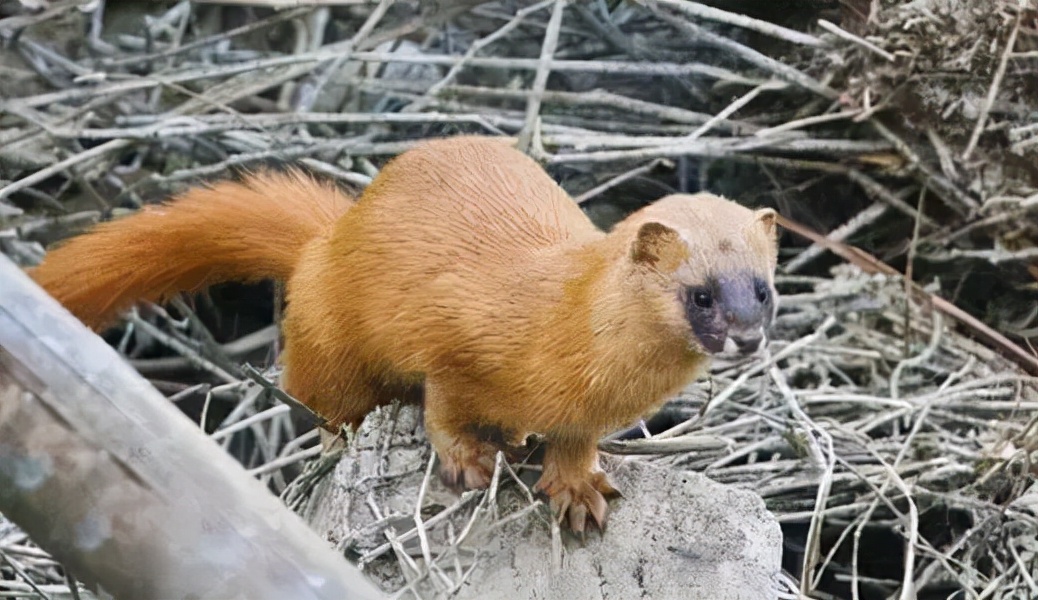 乡土散文柴火,乡土散文欣赏