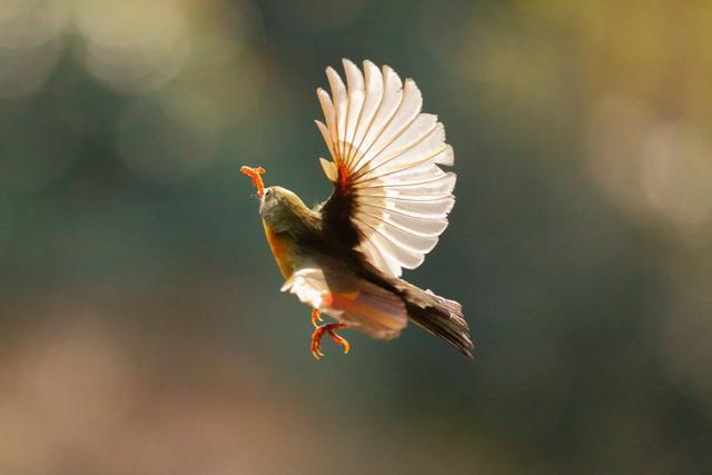 喜欢拍鸟吗？这7个方法让你记录“鸟儿”美，适合新手的拍照攻略