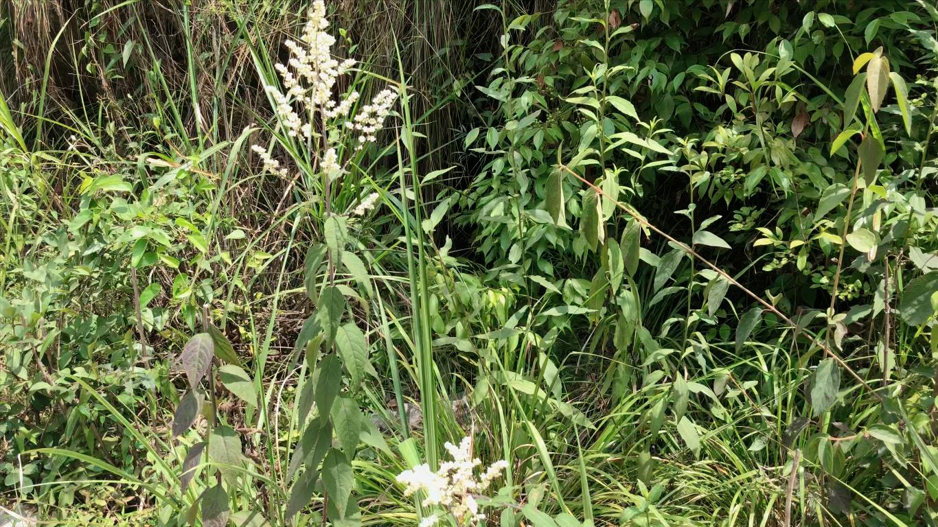 刘寄奴中草药图,中药材刘寄奴图片