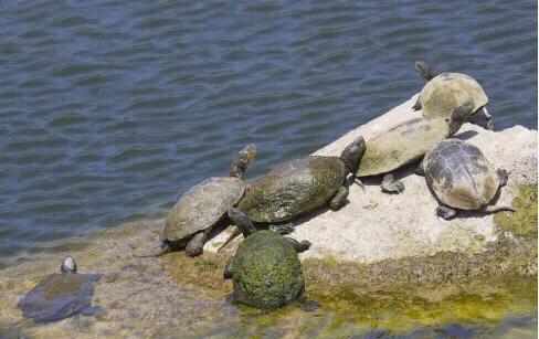 黄喉石龟图片大全,欧洲黄喉