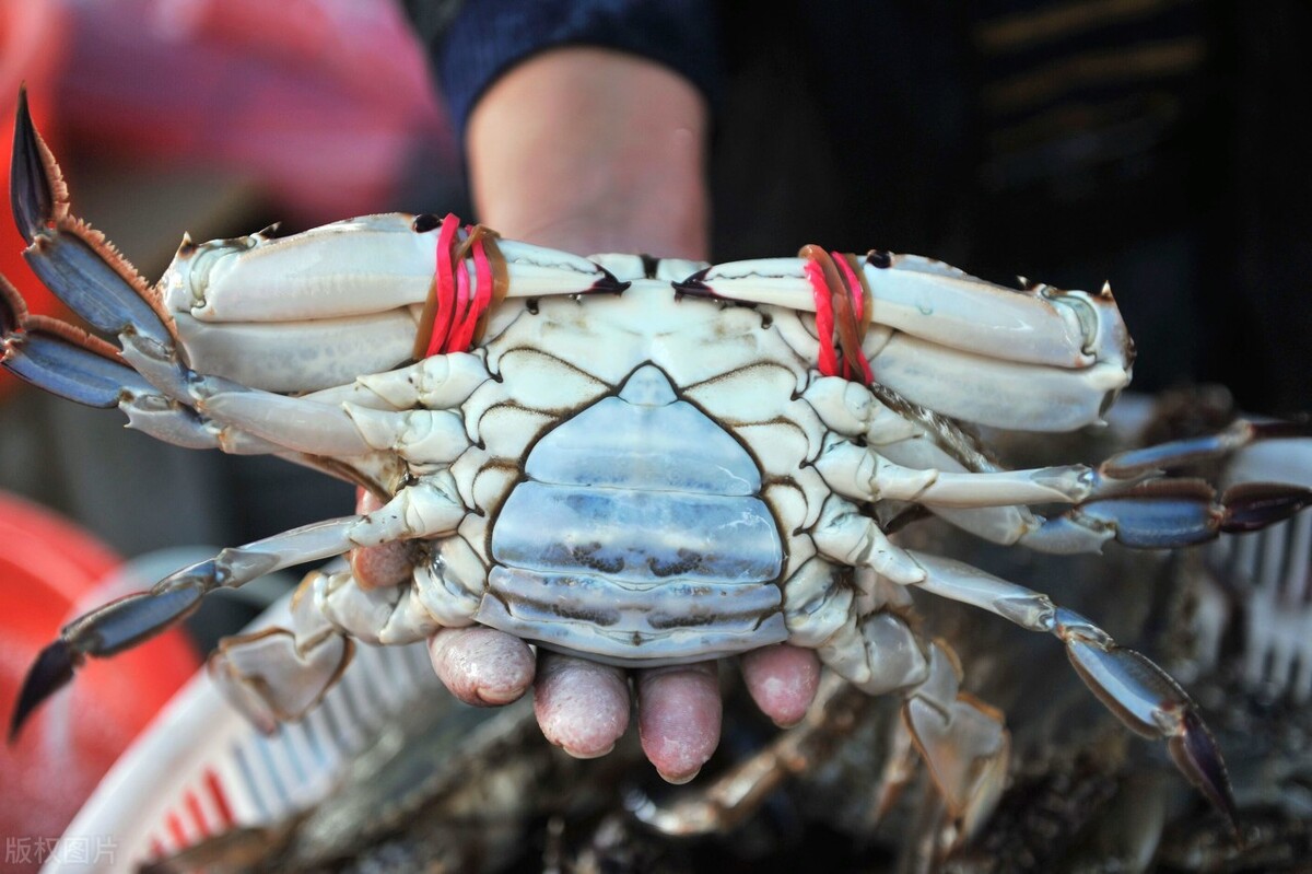 手把手教您挑梭子蟹,一招教你挑选梭子蟹