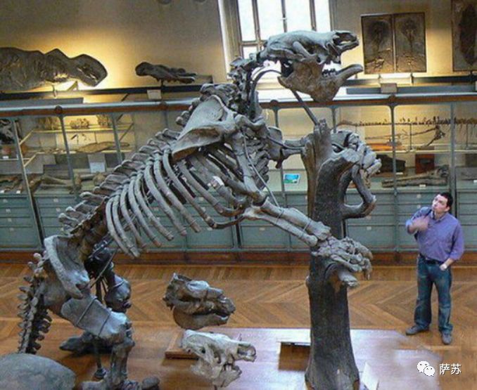 猛犸象灭绝是人类导致的吗,猛犸象灭绝原因的推测有几点