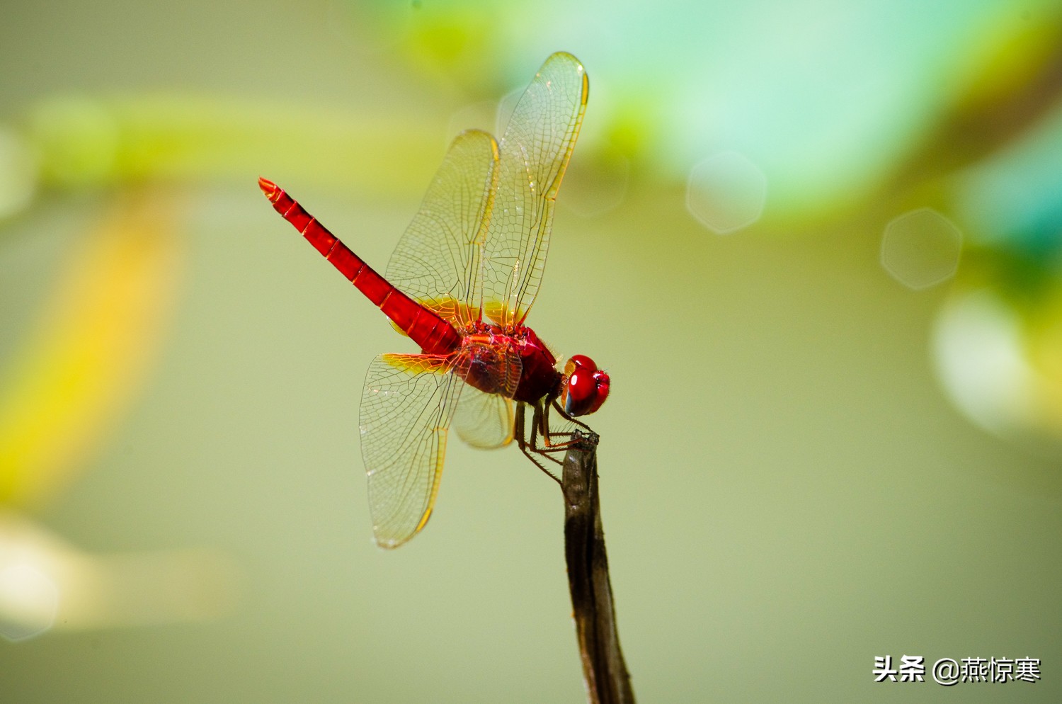 宾得相机配理光的镜头,宾得理光镜头推荐