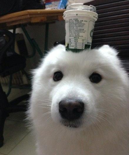 萨摩耶不挑食喂面条可以吗,萨摩耶挑食不吃狗粮还抽搐