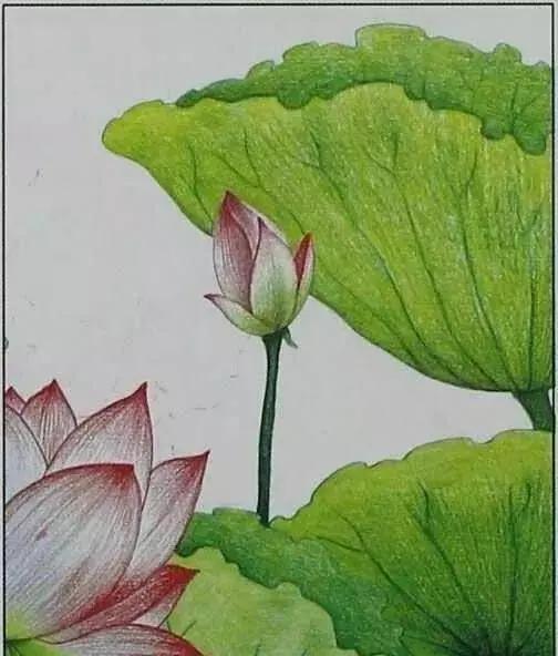 画荷塘与荷花,画一张美丽的荷塘画