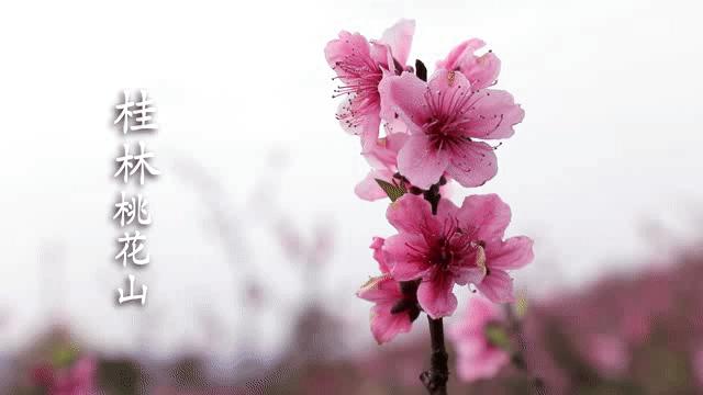 最正宗的黄桃是哪里的,黄桃哪种产地最好吃