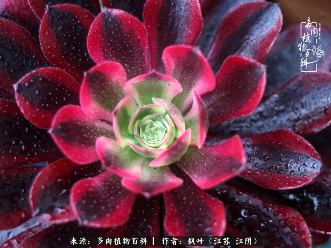 春有约，花不误，多肉与春天有个约会