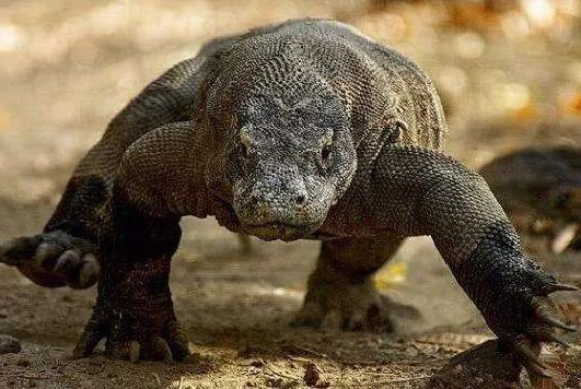 秒杀银背大猩猩的十个动物,盘点10种比老虎还厉害的动物