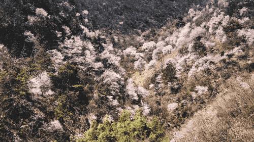 疫情解封后报复性消费的行业,疫情之后会出现消费狂潮么