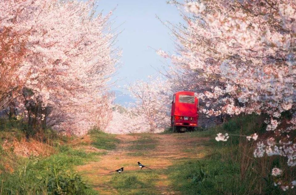 世界最大的樱花园,世界最大的樱花园在贵州吗