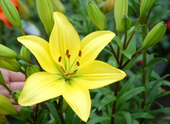 如何使百合开花时间长,如何让百合尽早开花的养殖方法