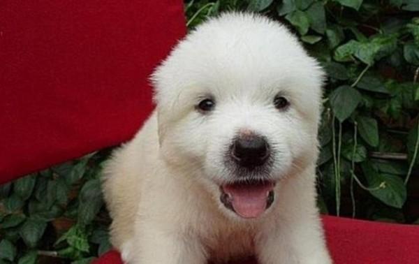 45种常见狗狗认几种主人,45种常见狗狗拉布拉多图片