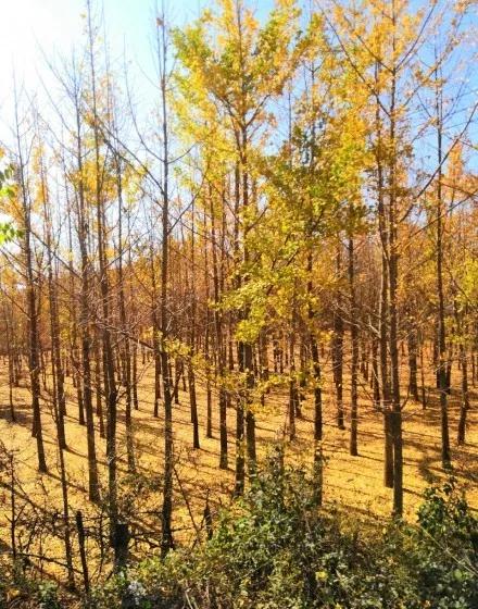 昆明最火网红打卡景点免费的,昆明最近的值得打卡的景点