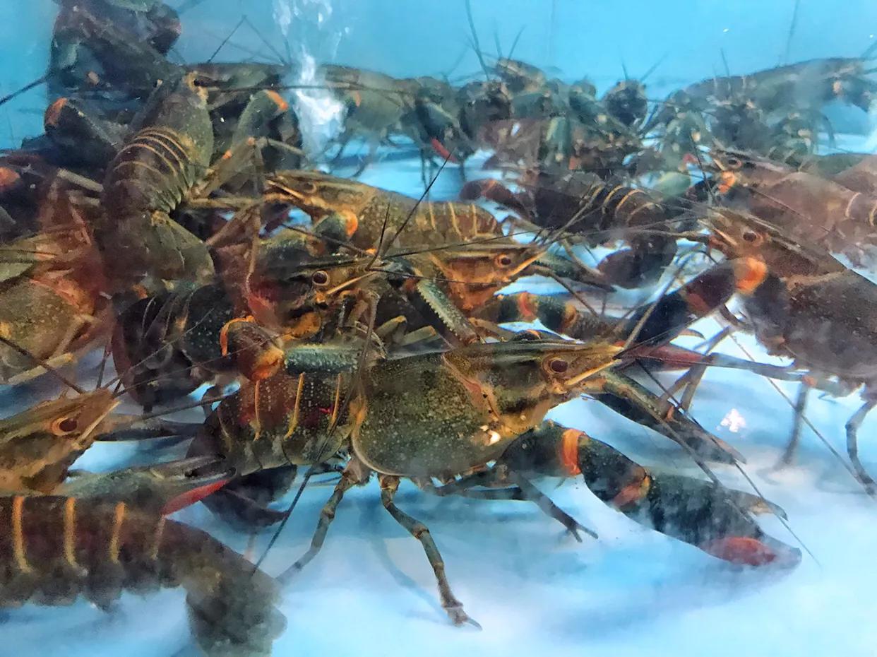 同样是虾价格怎么差这么多,同样是虾为什么价格不一样