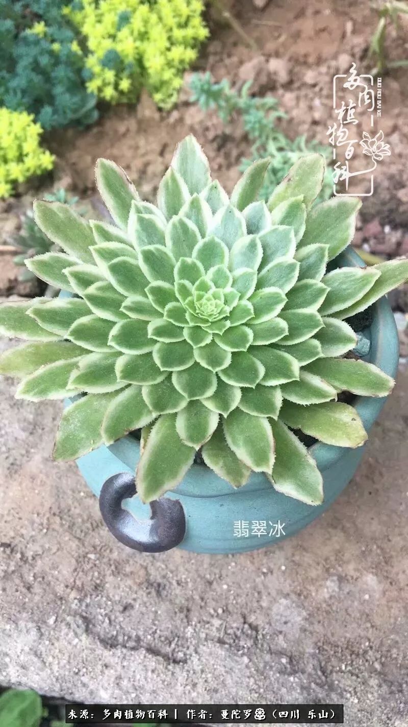 转角遇见多肉,遇见多肉治愈自己