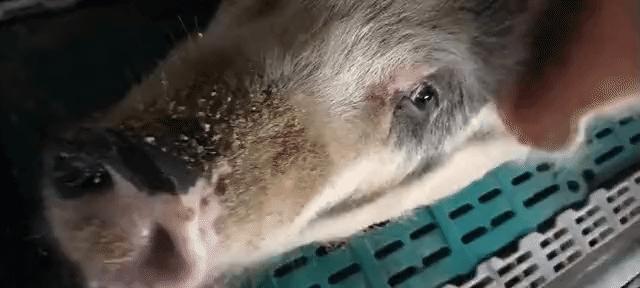 猪中暑的防治措施,猪中暑治疗最佳方法