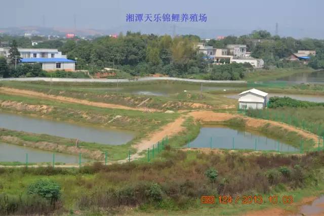 湖南最好的锦鲤养殖基地,湘潭锦鲤养殖