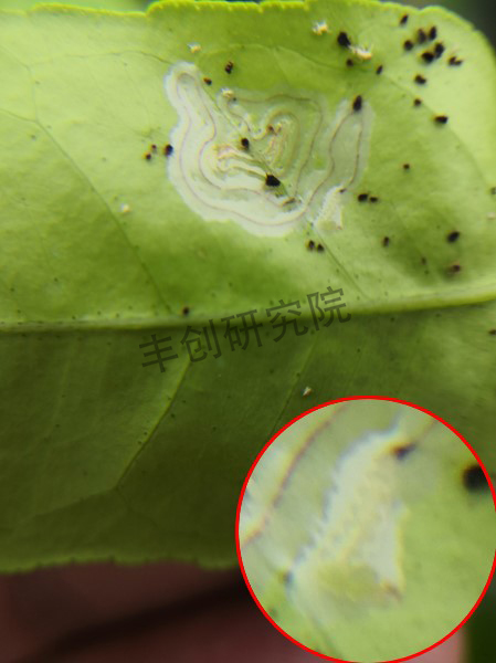 潜叶蛾和红蜘蛛用什么药,潜叶蛾虫害