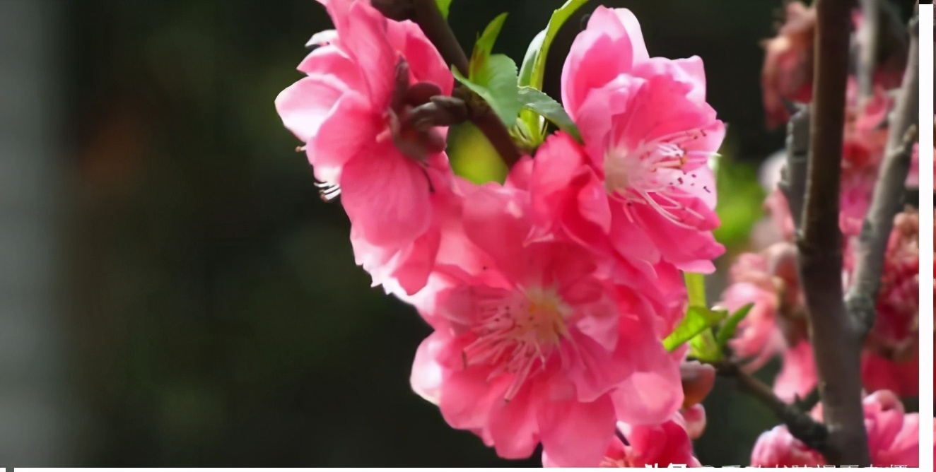 典故诗话258食蔗从梢佳境渐入