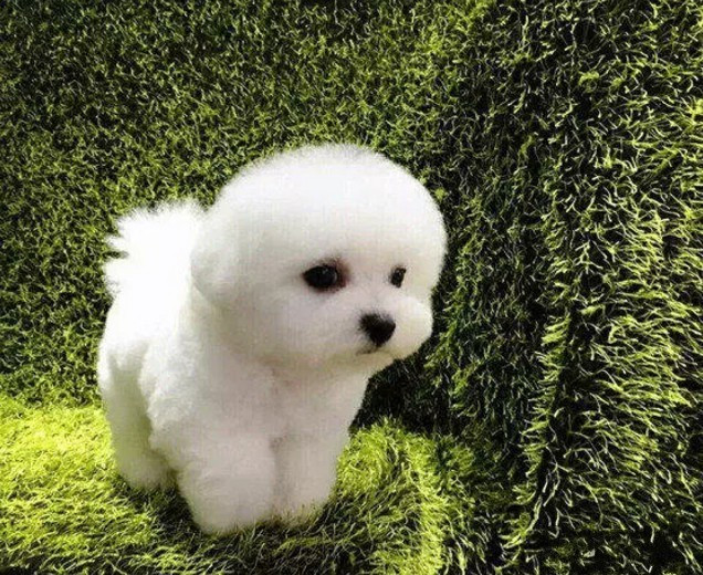 最聪明的狗狗排行榜第一位,国内狗狗的品种大全