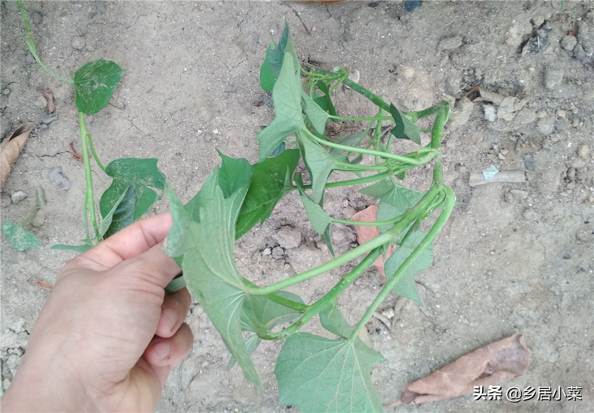 红薯藤怎么才能越采越多,红薯藤长了需要打枝吗