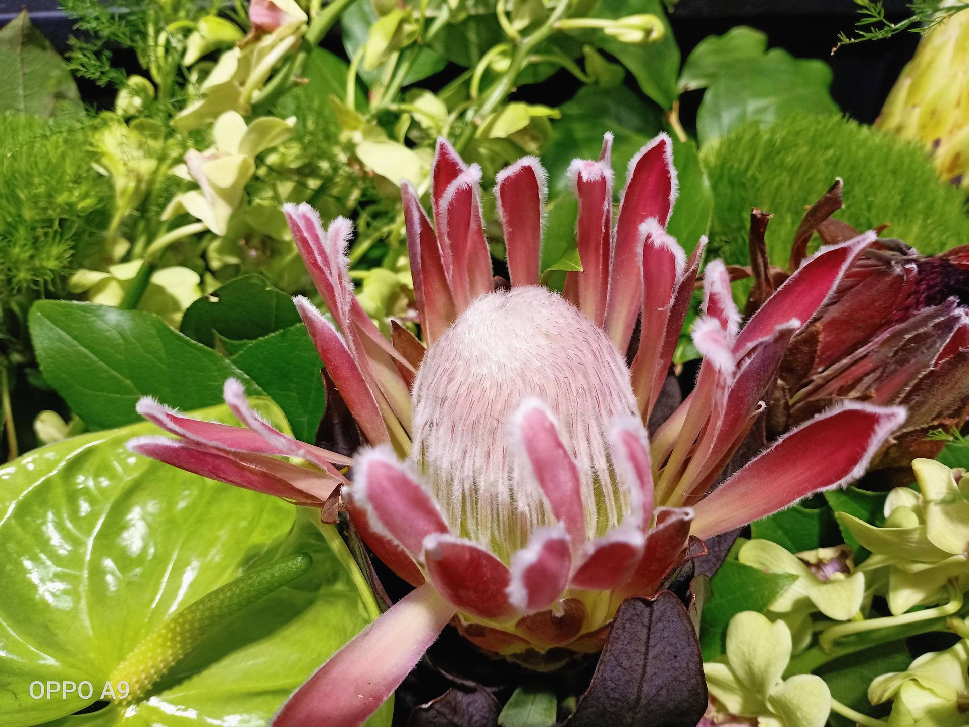 oppo低端机拍视频,oppo中端机影像