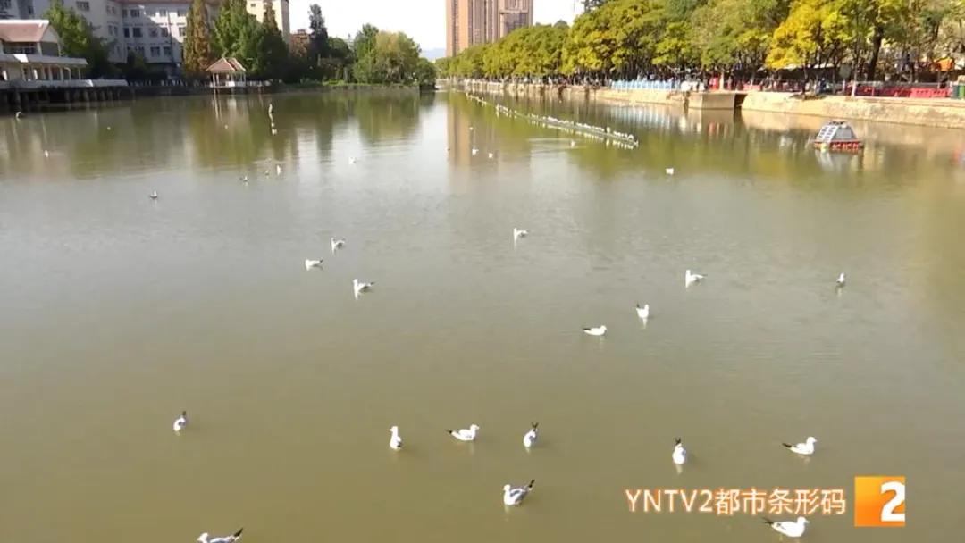 红嘴鸥带病毒么,红嘴鸥回昆明是否会携带新冠病毒