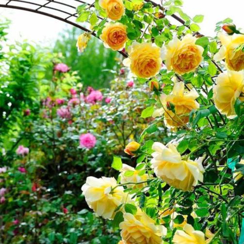 爬藤月季3年苗,2米左右的花墙种哪种爬藤月季