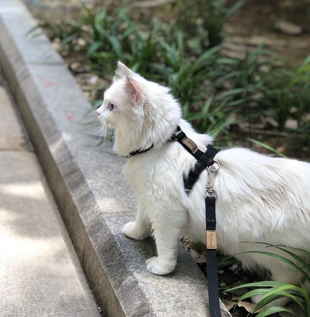 猫狗夏天会热中暑吗,中暑怎么刮痧中暑的急救小妙招