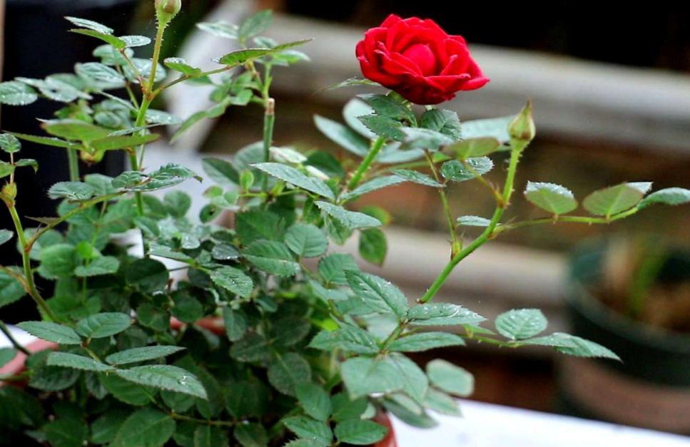 月季霜霉病与灰霉病,月季灰霉病怎么治