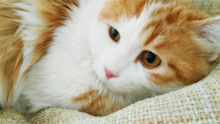 猫咪厌食无神是什么病,猫咪厌食吃什么药好得快