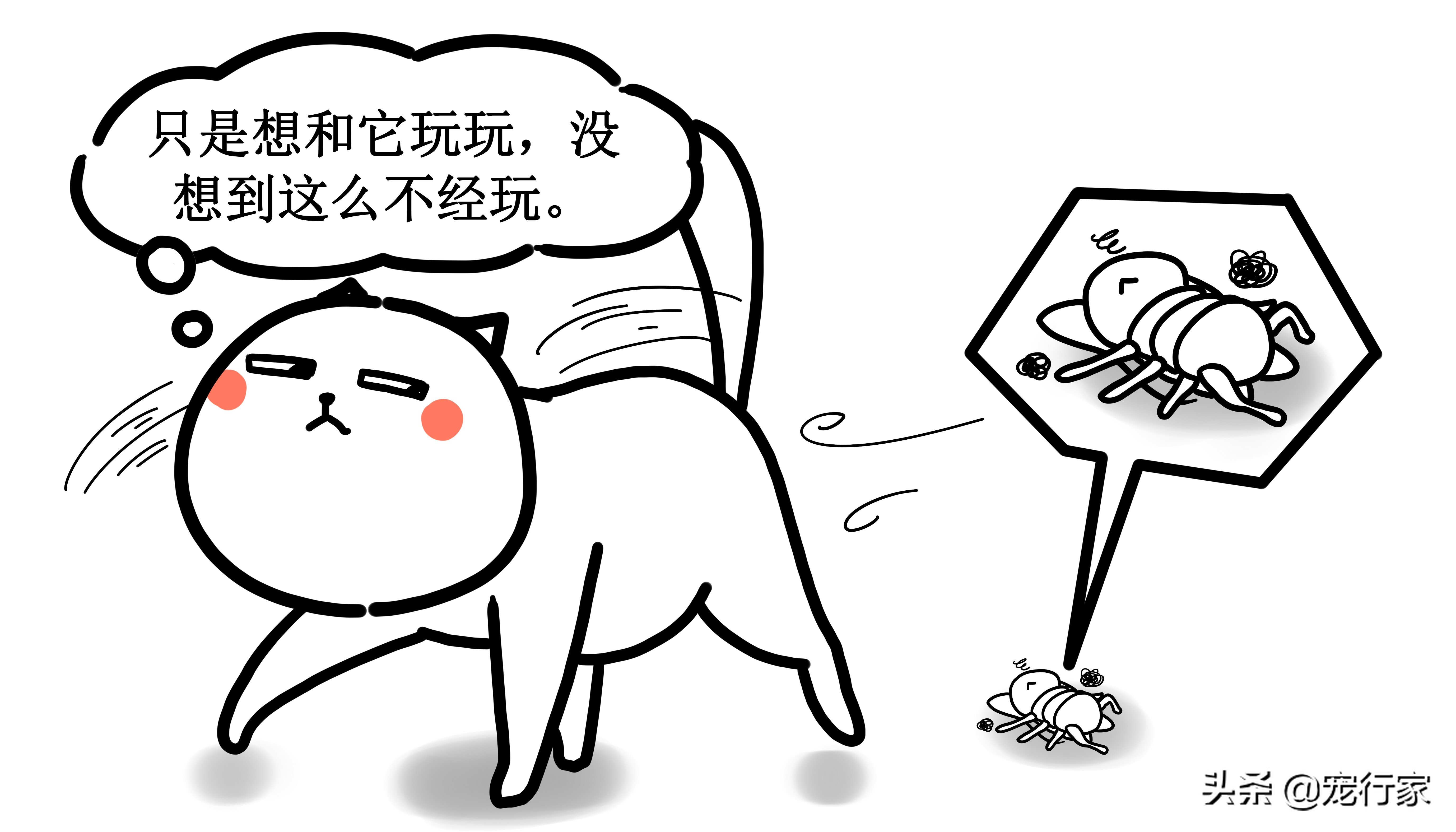 猫咪吃蟑螂不吃东西是什么原因,家猫吃了蚂蚁有毒吗