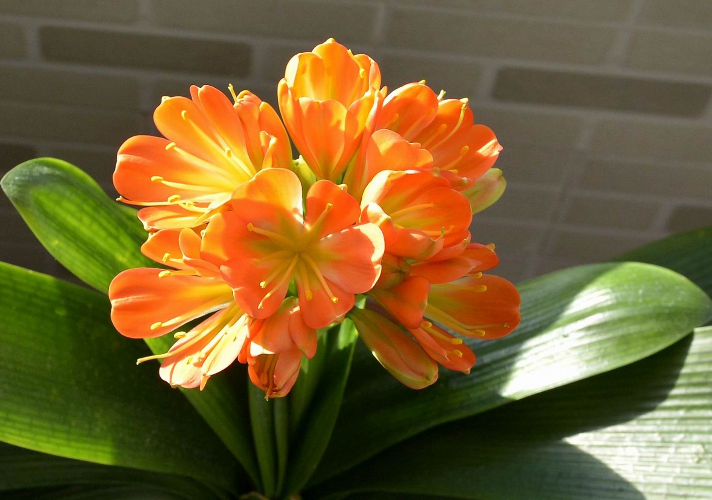 东北君子兰炒作事件,八十年代炒作君子兰