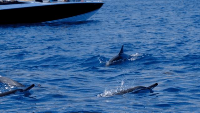 毛里求斯陈小春,毛里求斯马克吐温