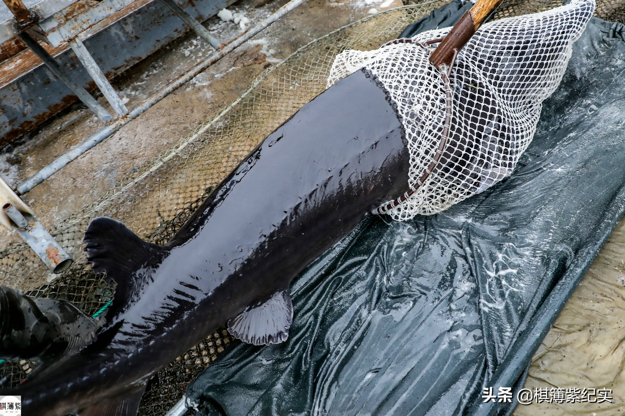 鸭绿江鱼最大多少斤,鸭绿江大金鱼价格
