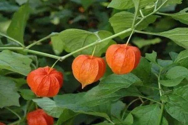 农村农业生意项目推荐,农业种植哪些项目好