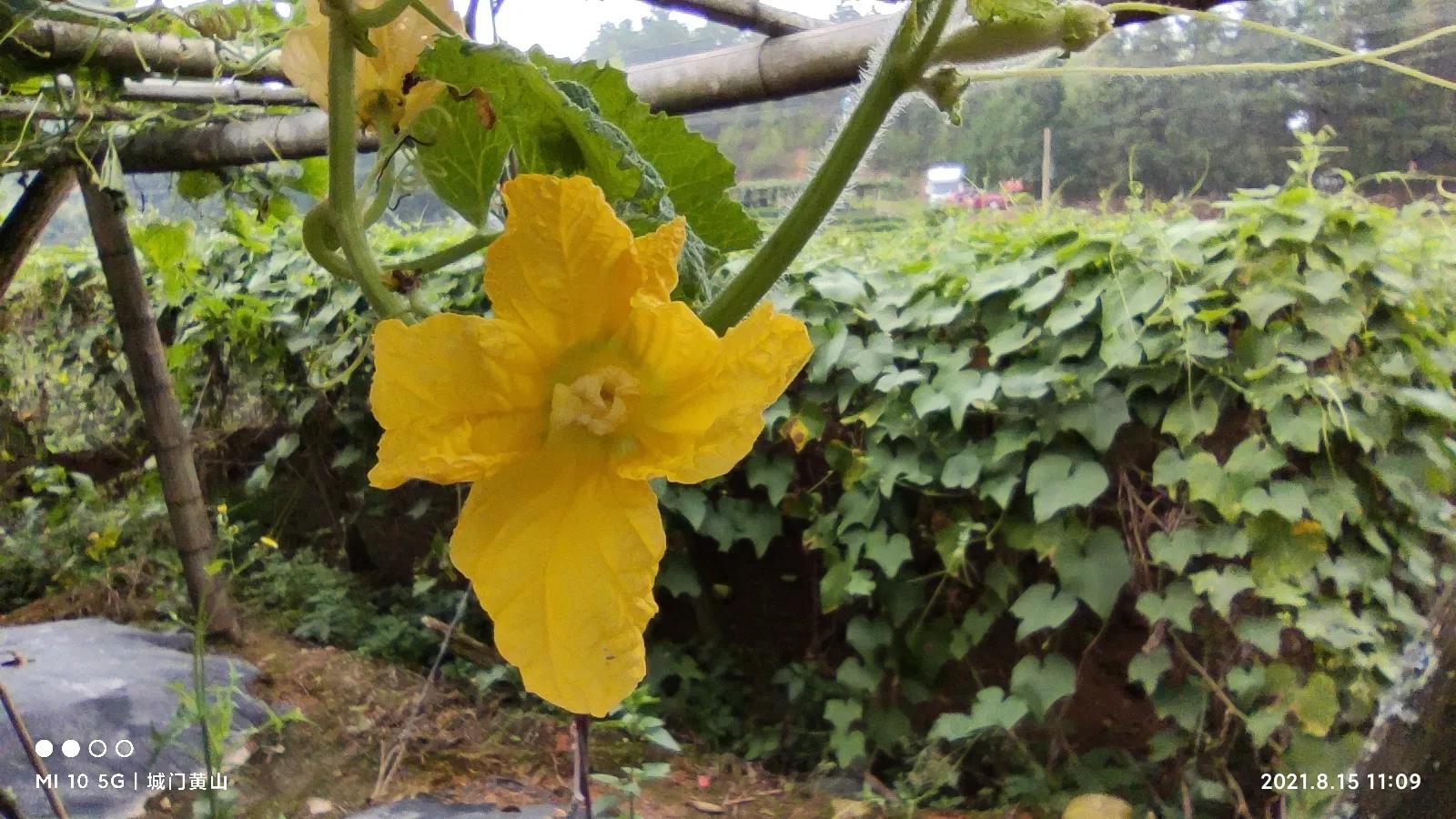 福州大湖乡冬瓜佛手瓜盛夏里在山里绽放