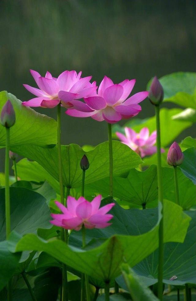 佛语禅心净化心灵的句子精选100句,感悟人生经典佛语句子