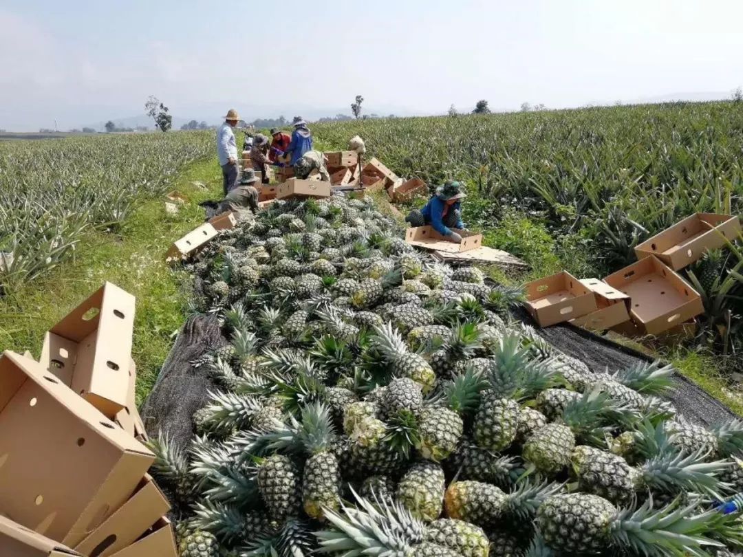 80后山东人闯荡金三角,不惧枪口顶额头,在牛棚直播卖光凤梨