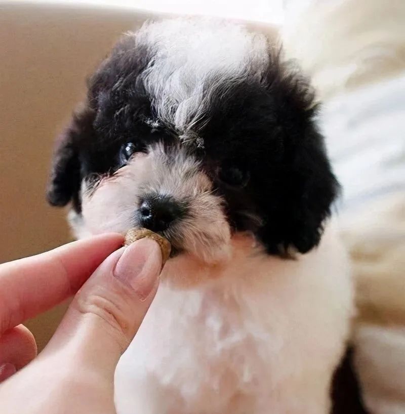 人犬共患病有哪些,人犬共患的传染病