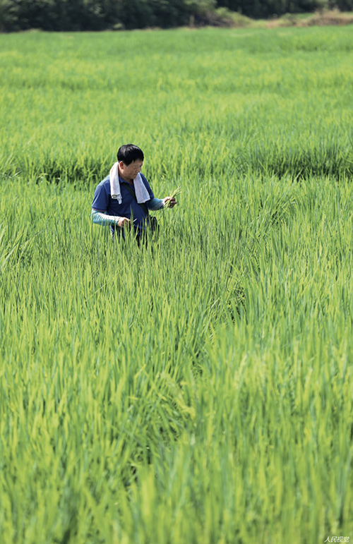 农业芯片“卡”在哪儿？跨国公司已形成对种质资源的垄断